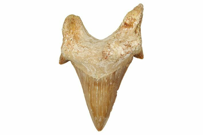 Fossil Shark Tooth (Otodus) - Morocco #353453